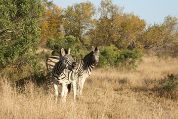 Steppenzebra / Burchell´s Zebra / Equus burchellii
