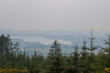 Fototapeta premium Early morning in the forest. Nature Reserve of Ireland.