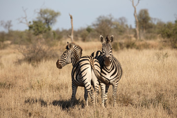 Steppenzebra / Burchell´s Zebra / Equus burchellii