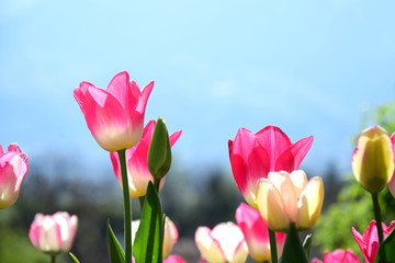 Wunderschöne Tulpen in der Morgensonne