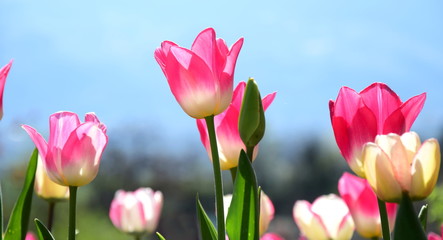 Pinke Tulpen - Blütezeit in Südtirol