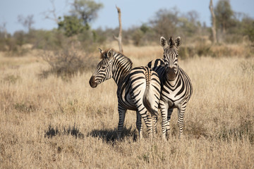 Steppenzebra / Burchell´s Zebra / Equus burchellii