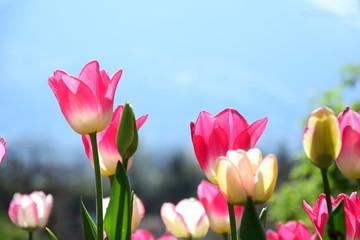 Tulpen in der Morgensonne