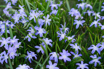Scilla bifolia