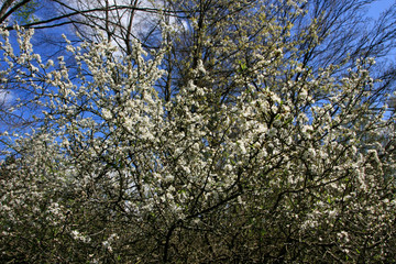 Spring - Blooming blackthorn (Prunus spinosa), Germany