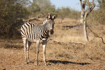 Steppenzebra / Burchell´s Zebra / Equus burchellii