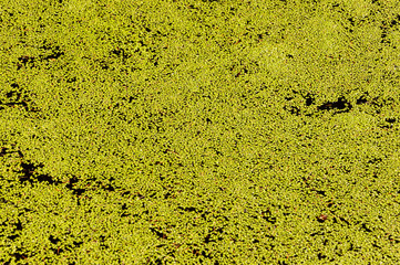 kleiner See mit darauf treibenden Baumpollen