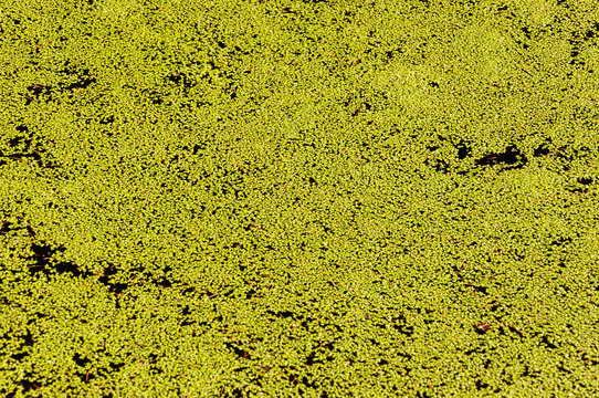 kleiner See mit darauf treibenden Baumpollen