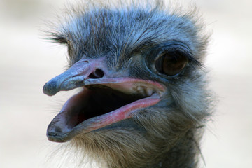 emu