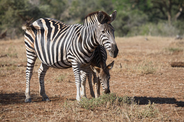 Steppenzebra / Burchell´s Zebra / Equus burchellii