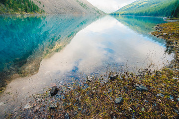 Plants and stones on bottom and edge of mountain lake with clean water close-up. Giant mountains reflected on smooth water surface. Background with underwater vegetation. Reflection of mountainside.