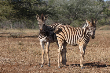Obraz na płótnie Canvas Steppenzebra / Burchell´s Zebra / Equus burchellii