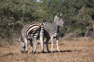 Steppenzebra / Burchell´s Zebra / Equus burchellii