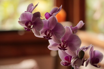 Fototapeta na wymiar Orquídeas y flores