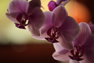 Orquídeas y flores