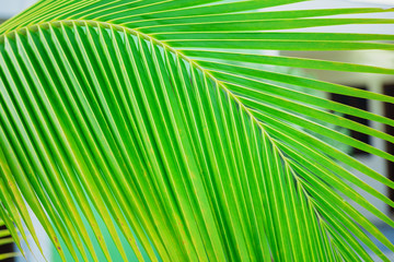 palm leaf pattern, summertime background