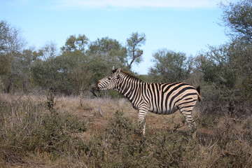 Fototapeta na wymiar Steppenzebra / Burchell´s Zebra / Equus burchellii