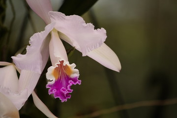 Orquídea 