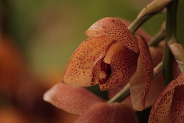 orquídea 