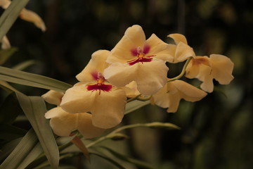 orquídea