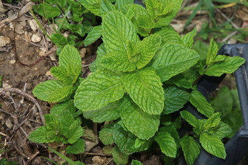 Pianta di menta