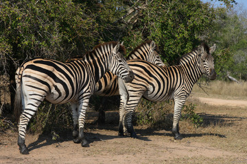 Obraz na płótnie Canvas Steppenzebra / Burchell´s Zebra / Equus burchellii