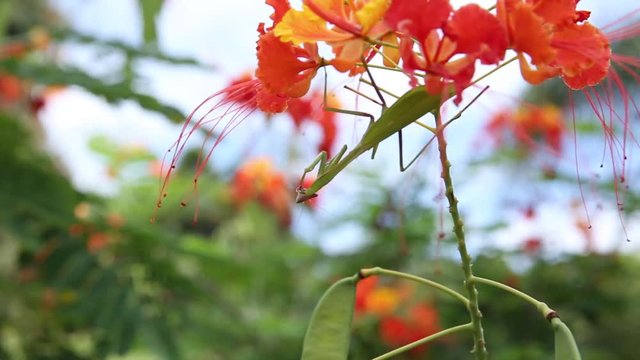 Concept of care for nature. Detail of insect Mantis or Louva-Deus. Praying mantis close up. Brazilian insect.
