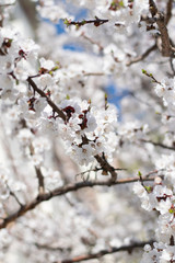 Sakura branches on the background of clear blue sky in spring