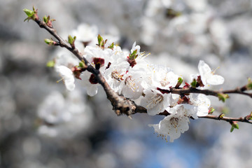 Sakura branches on the background of clear blue sky in spring