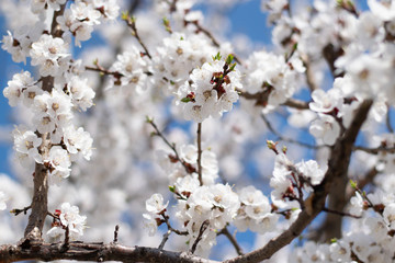 Sakura branches on the background of clear blue sky in spring