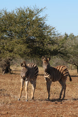 Obraz premium Giraffe / Giraffe / Giraffa Camelopardalis