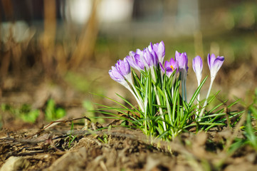 Crocus flowers in early spring on a blurred background. Soft focus. Selected focus.