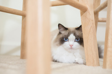 Ragdoll 
