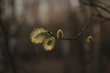 Blooming twig of willow illuminated by sunlight.