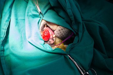 Extirpation of an oral tumor in a dog