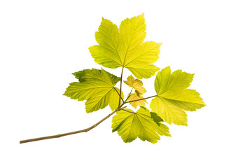Fototapeta premium Maple tree green spring branch isolated on white