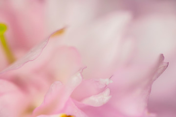 Naklejka na ściany i meble Close Up Macro Of Cherry Tree Pink Blossom 