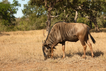 Streifengnu / Blue Wildebeest / Connochaetes taurinus