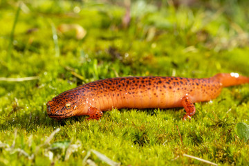 Northern red salamander - Pseudotriton ruber