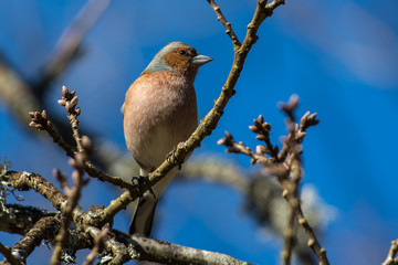 Common chaffinch in a close up