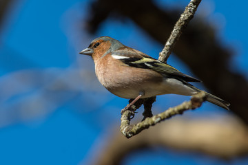 Common chaffinch in a close up