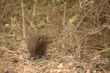 Fototapeta premium Südliche Zwergmanguste / Dwarf Mongoose / Helogale parvula