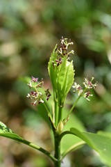 Aucuba japonica