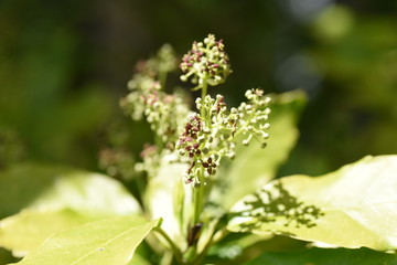 Aucuba japonica