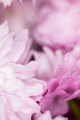 Close Up Macro Of Cherry Tree Pink Blossom 