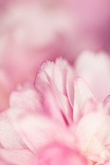 Fototapeta na wymiar Close Up Macro Of Cherry Tree Pink Blossom 