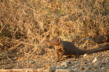 Südliche Zwergmanguste / Dwarf Mongoose / Helogale parvula