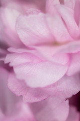 Close Up Macro Of Cherry Tree Pink Blossom 
