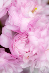 Fototapeta premium Close Up Macro Of Cherry Tree Pink Blossom 