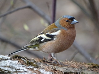 Finch